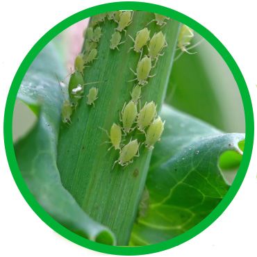 INSECTICIDAS Y ACARICIDAS