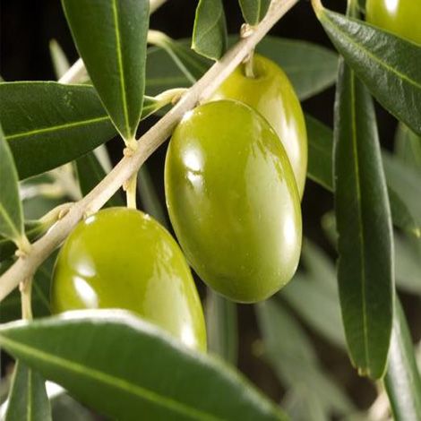 Análisis de aceituna rendimiento graso