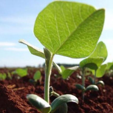Análisis foliar completo + interpretación y recomendaciones técnicas