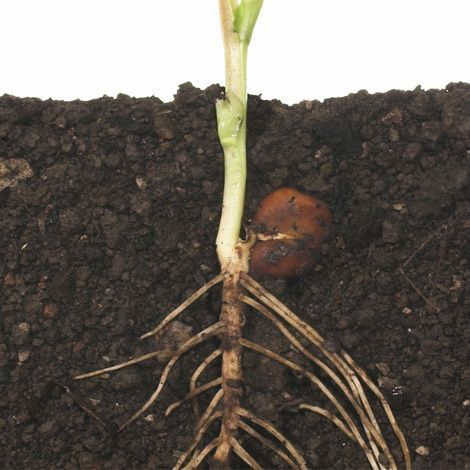Investigación de hongos fitopatógenos + informe y recomendaciones técnicas