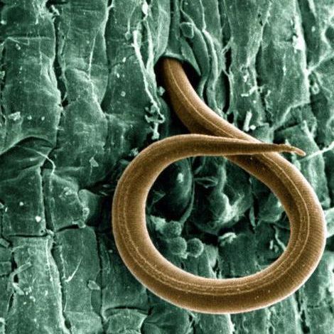 Recuento e identificación de Nematodos + informe y recomendaciones técnicas