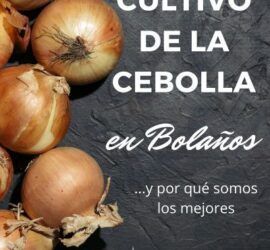 cultivo cebolla