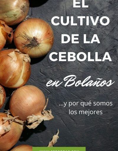 cultivo cebolla