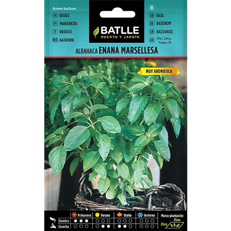 Semilla Albahaca enana Marsellesa