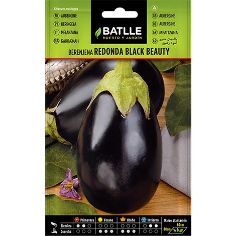 Semilla Berenjena redonda BLACK BEAUTY