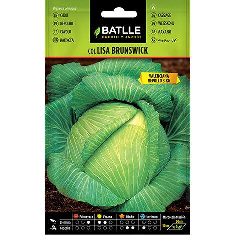 Semilla Col BRUNSWICK (Valenciana)