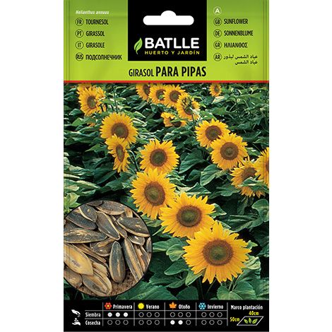 Semilla Girasol para pipas