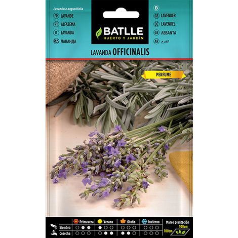 Semilla Lavanda OFFICINALIS
