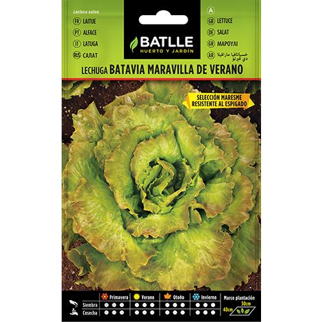 Semilla Lechuga Maravilla Verano MARESME