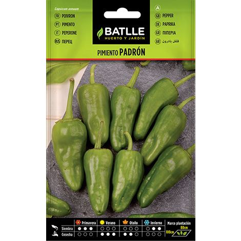 Semilla Pimiento PADRON