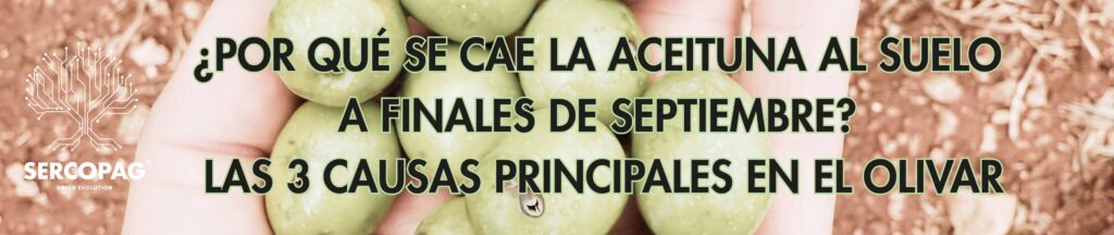 portada artículo caída de aceituna al suelo septiembre causas en olivar